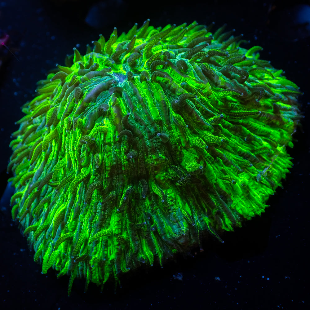 WYSIWYG Raging Hulk Helmet Plate Coral (3-4”) - Corals Anonymous