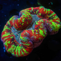 WYSIWYG Radioactive Rainbow Splatter Trachy (3-4")