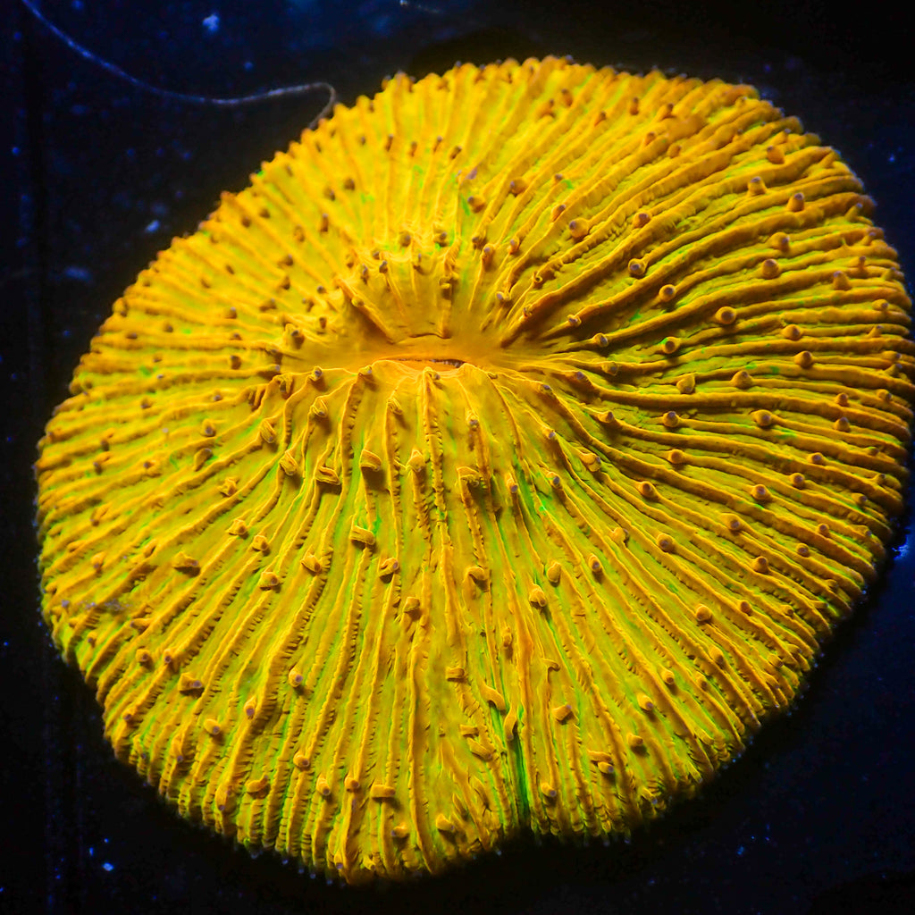 WYSIWYG Ultra Gold Rainbow Fungia Plate Coral (3-4”) - Corals Anonymous