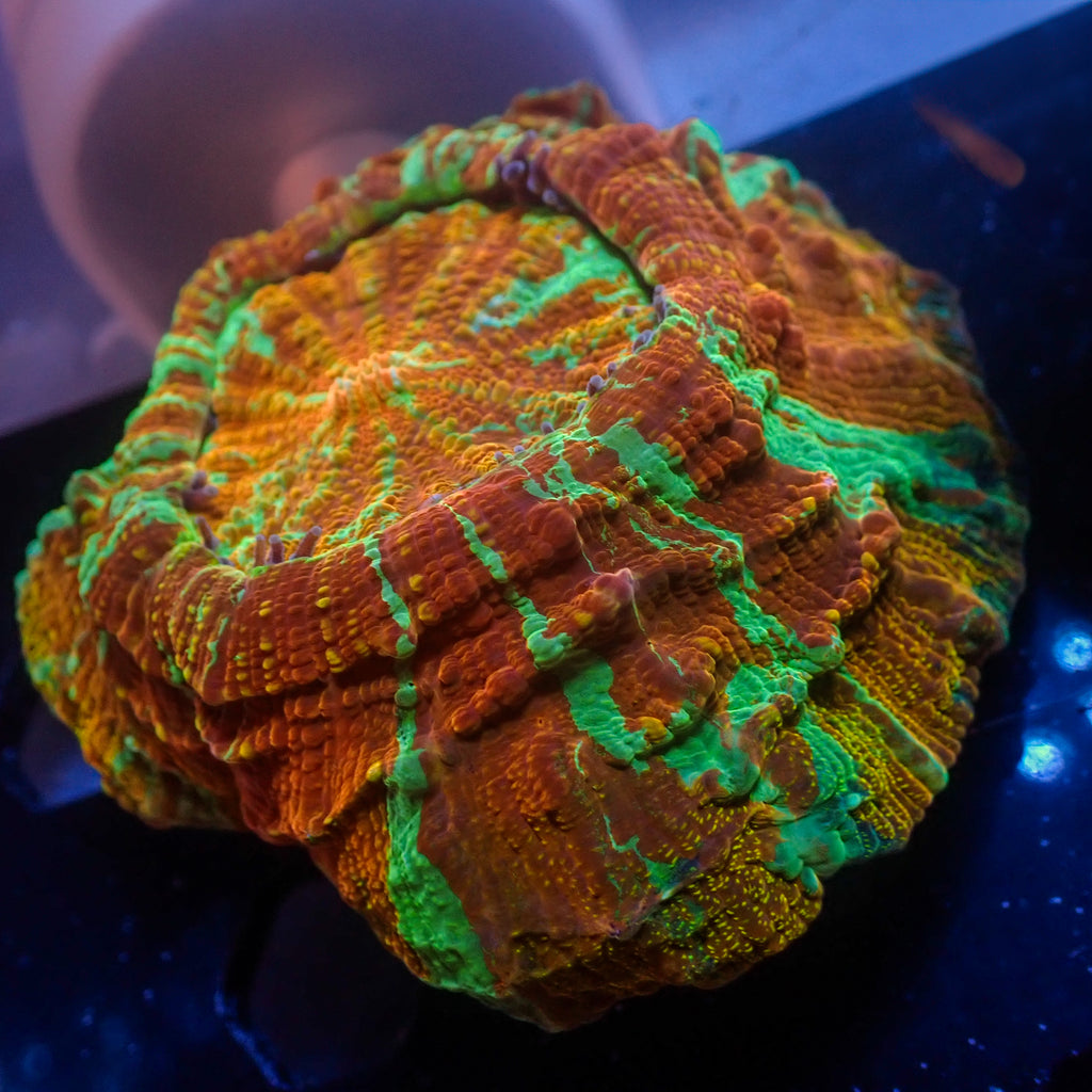 WYSIWYG Malibu Golden Rainbow Acanthophyllia (3-4") - Corals Anonymous