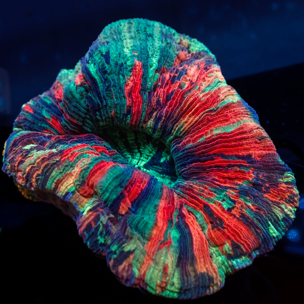 WYSIWYG Ultra Rainbow Riptide Trachy (3-4") - Corals Anonymous