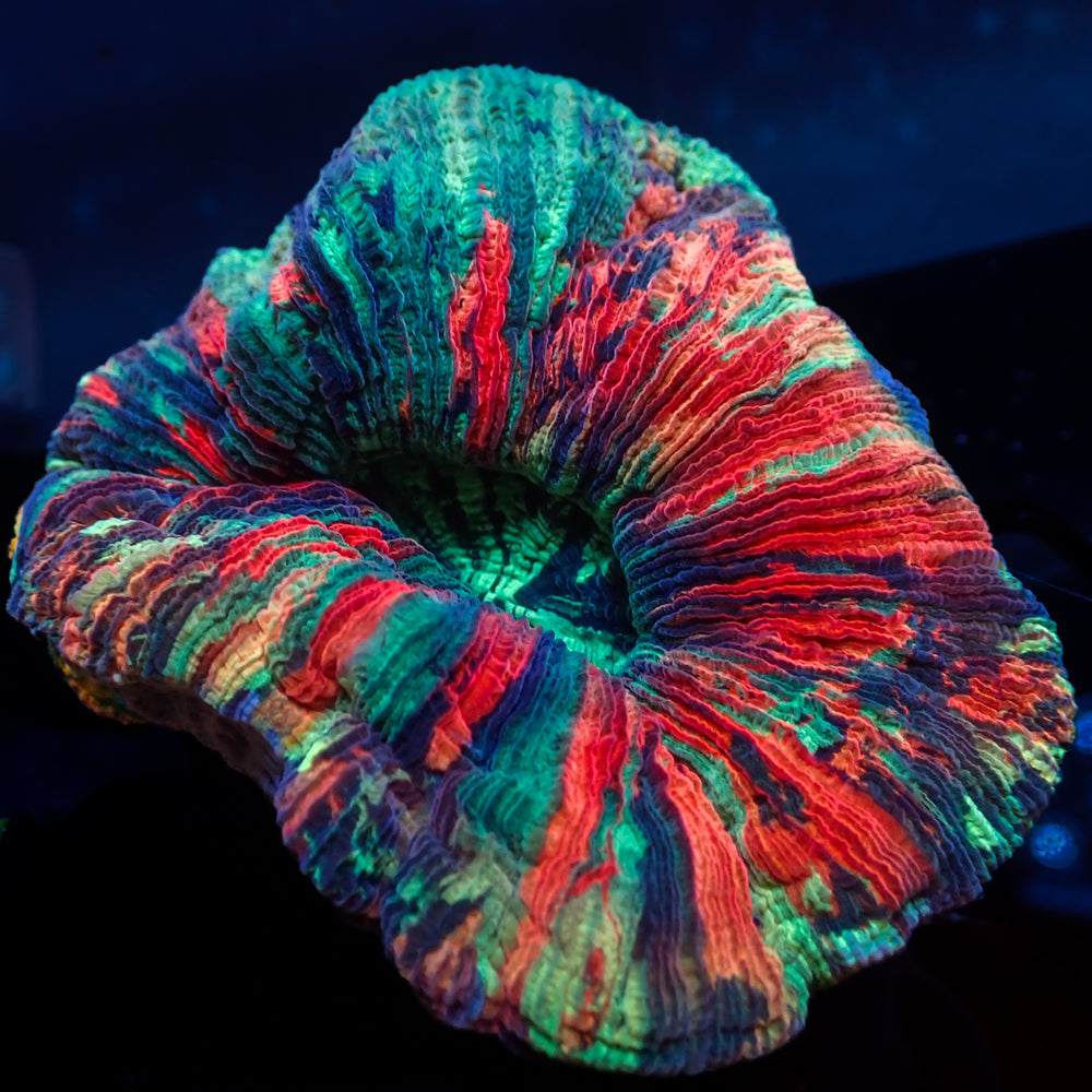 WYSIWYG Ultra Rainbow Riptide Trachy (3-4