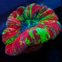 WYSIWYG Nuclear Splatter Rainbow Trachy (3-4")