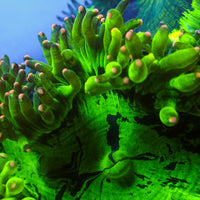 WYSIWYG Neon Splatter Pink Tip Elegance Colony (4-5")
