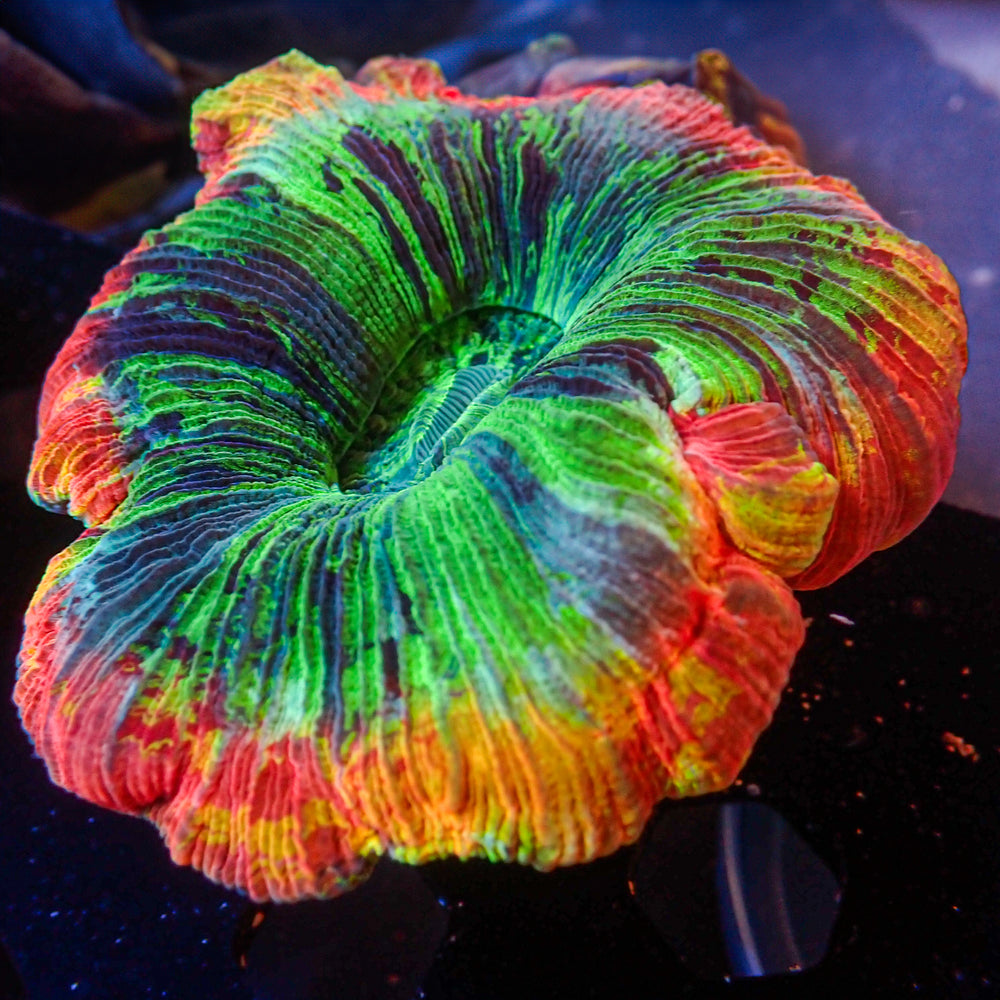 WYSIWYG Ultra Rainbow Starfire Ring Trachy (3-4