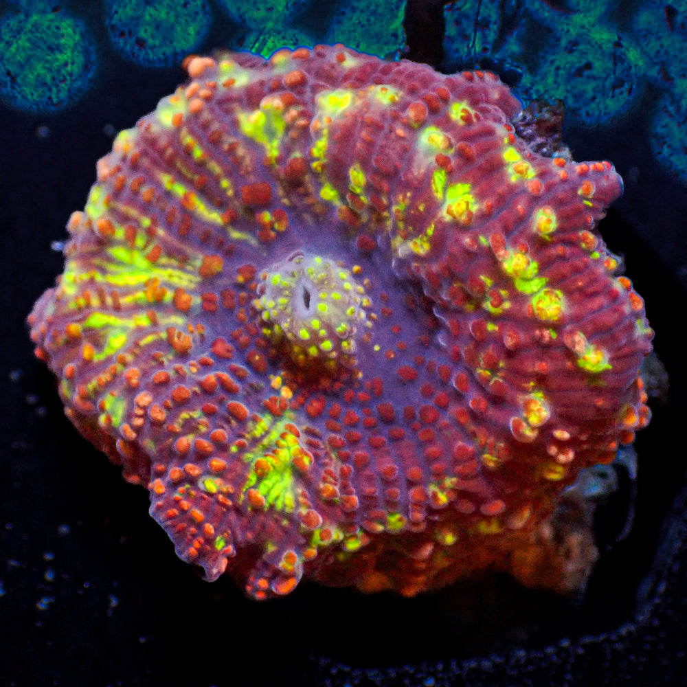 WYSIWYG Rainbow Maui Fire Discosoma Mushroom (Rare) - Corals Anonymous