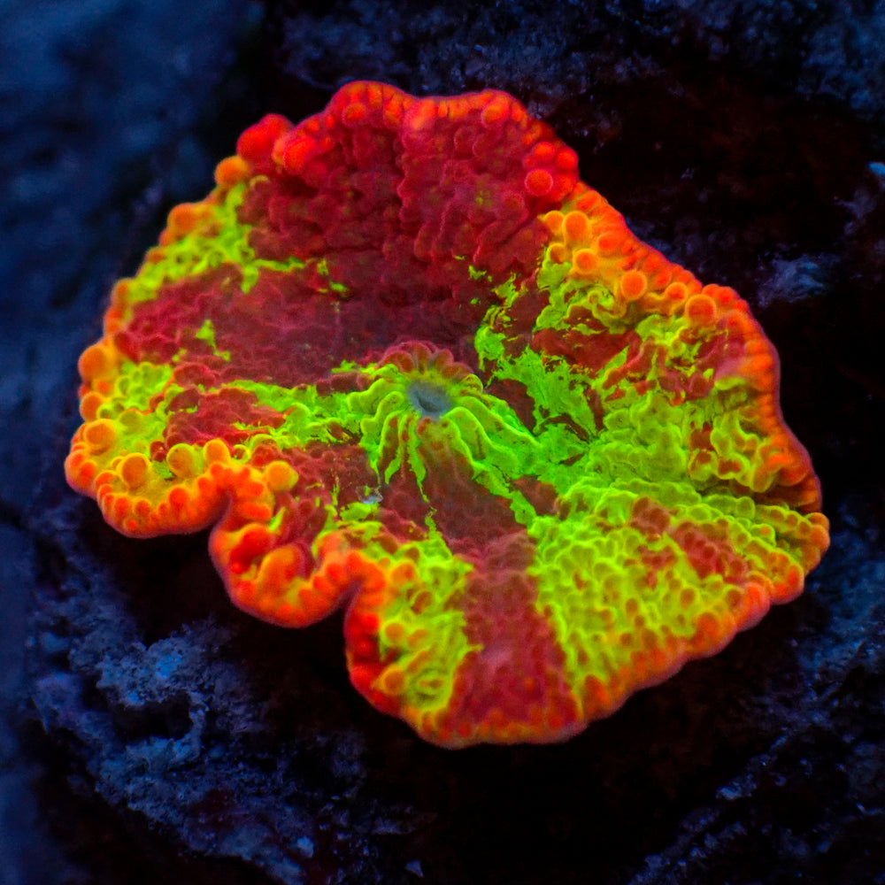 WYSIWYG Inferno Ring Eclectus Jawbreaker Mushroom - Corals Anonymous