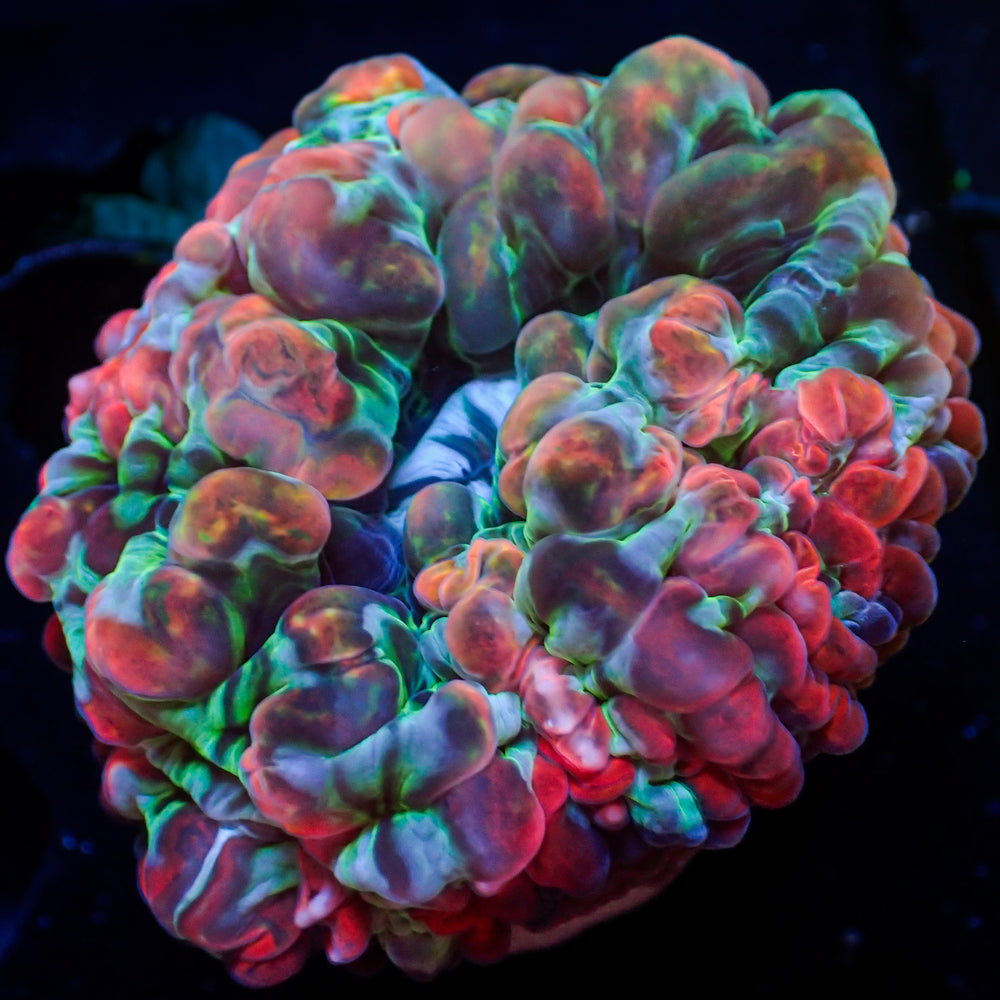 WYSIWYG Ultra Rainbow Carnvial Craze Cynarina (2-3