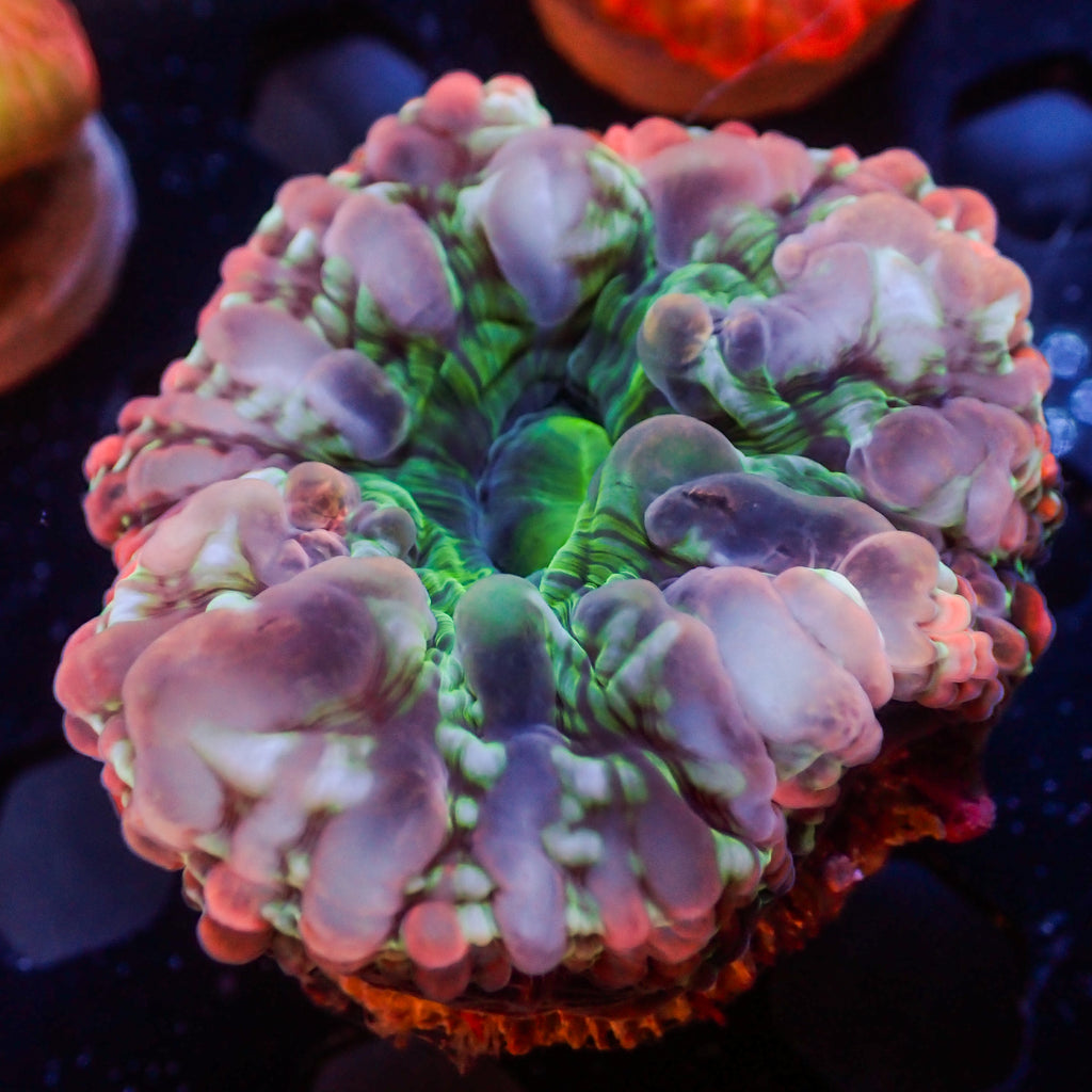 WYSIWYG Sakura Pink Rainbow Cynarina (2-3") - Corals Anonymous