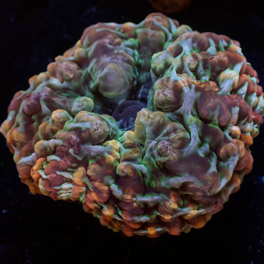 WYSIWYG Ultra Rainbow Cali Shatter Cynarina (3-4") - Corals Anonymous