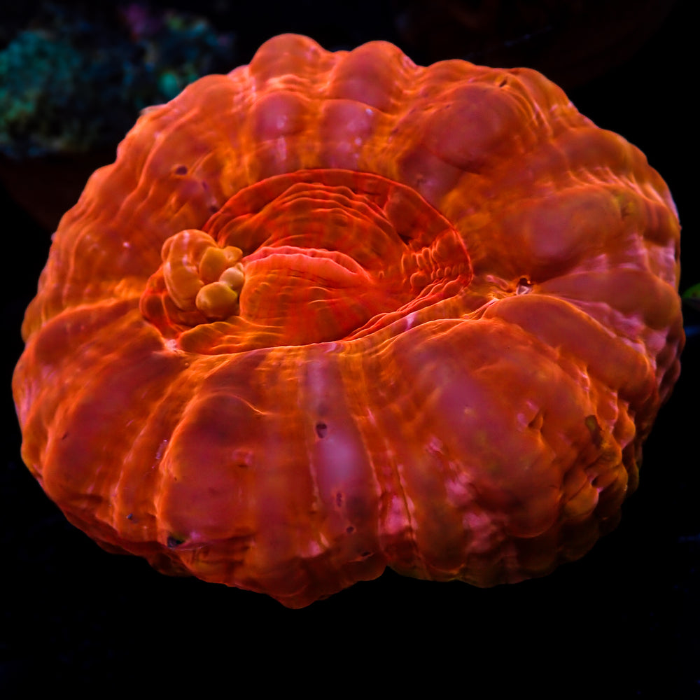 WYSIWYG Red Bounce Cynarina (3-5”)