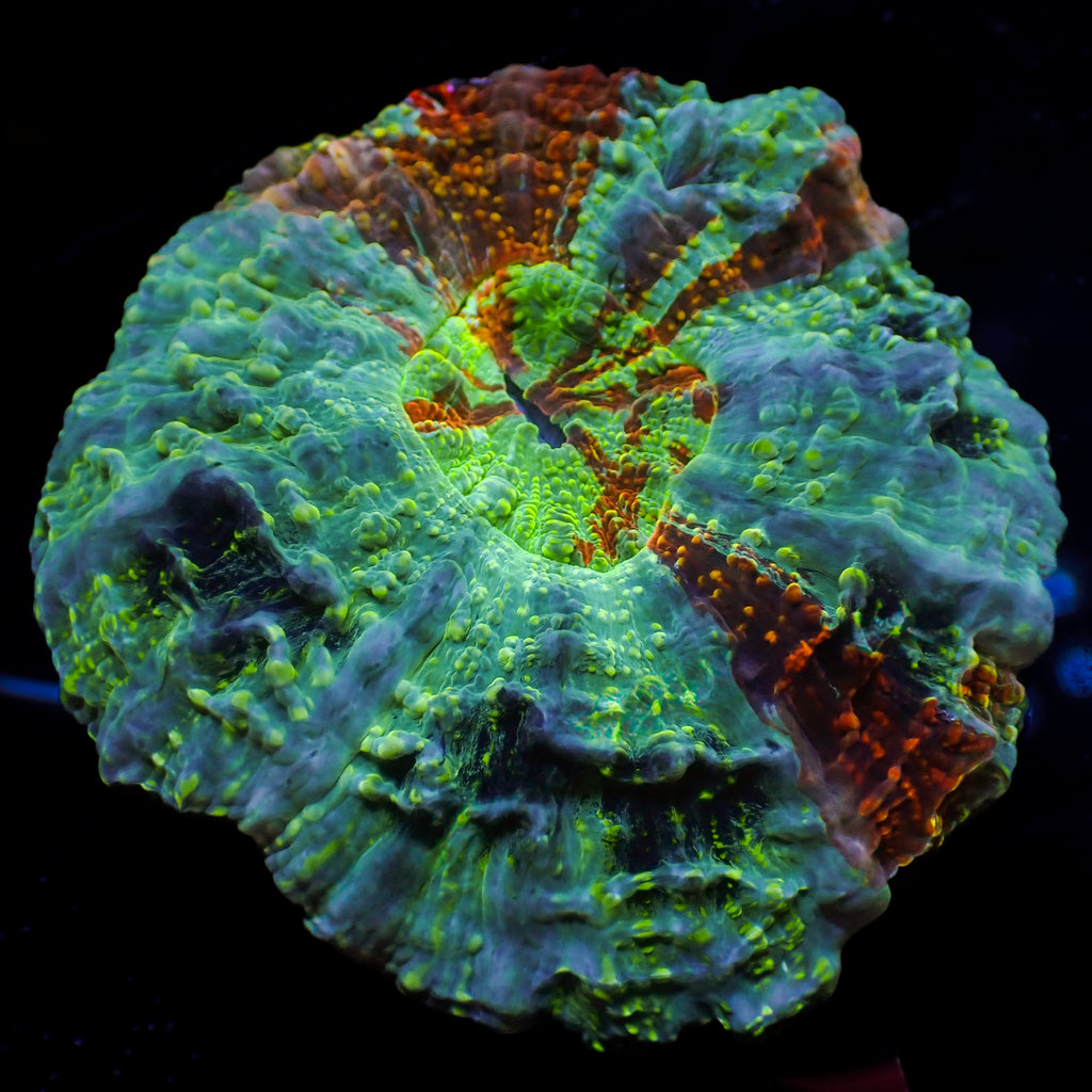 WYSIWYG Speckled Yellow Vortex Rainbow Acanthophyllia (3-4") - Corals Anonymous