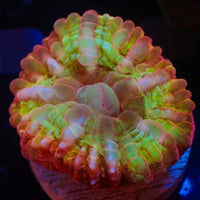 WYSIWYG Holy Grail Cynarina (1-2") - Corals Anonymous