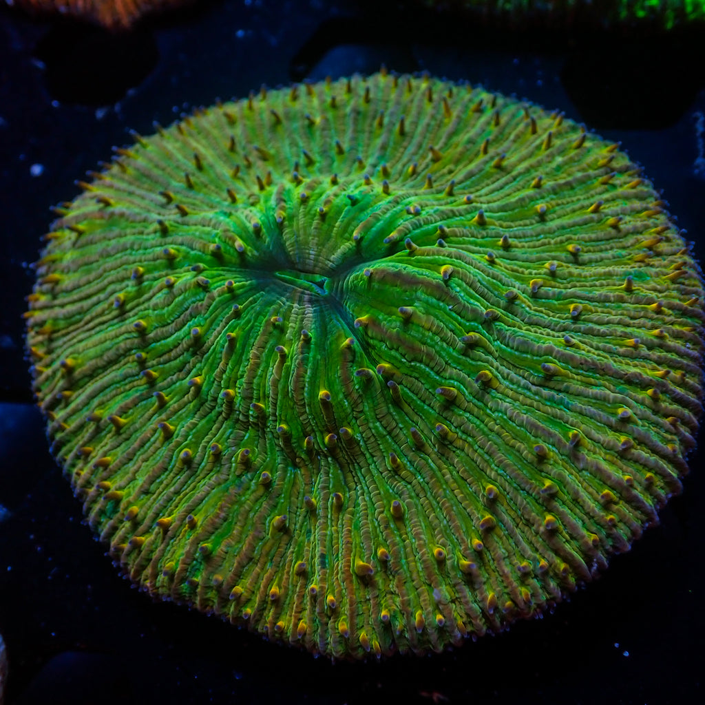 WYSIWYG Multicolor Irish Green Fungia Plate Coral (3-4") - Corals Anonymous