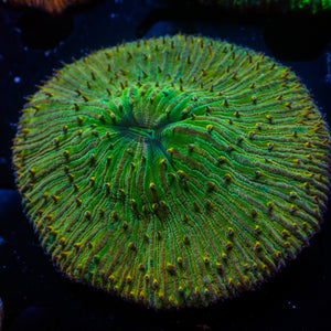 WYSIWYG Multicolor Irish Green Fungia Plate Coral (3-4")