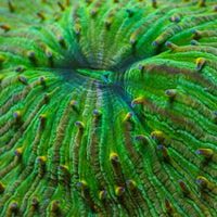 WYSIWYG Multicolor Irish Green Fungia Plate Coral (3-4")