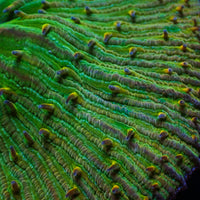 WYSIWYG Multicolor Irish Green Fungia Plate Coral (3-4")