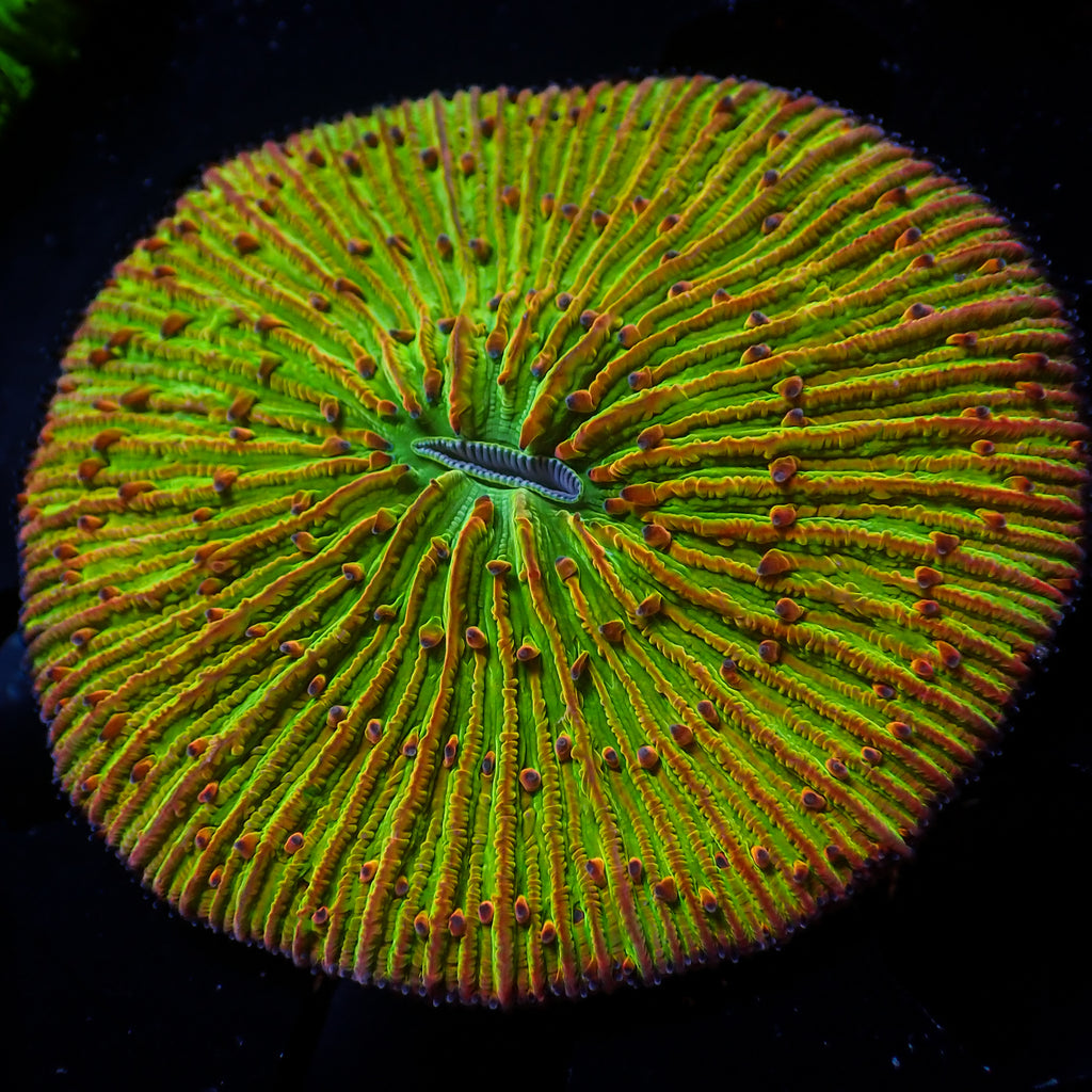 WYSIWYG Fantasia Rainbow Fungia Plate Coral (3-4") - Corals Anonymous