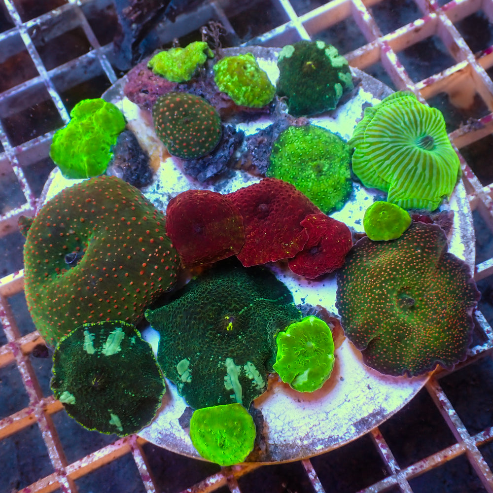 WYSIWYG Rainbow Discosoma Mushroom Combo Colony (17+ Polyps)