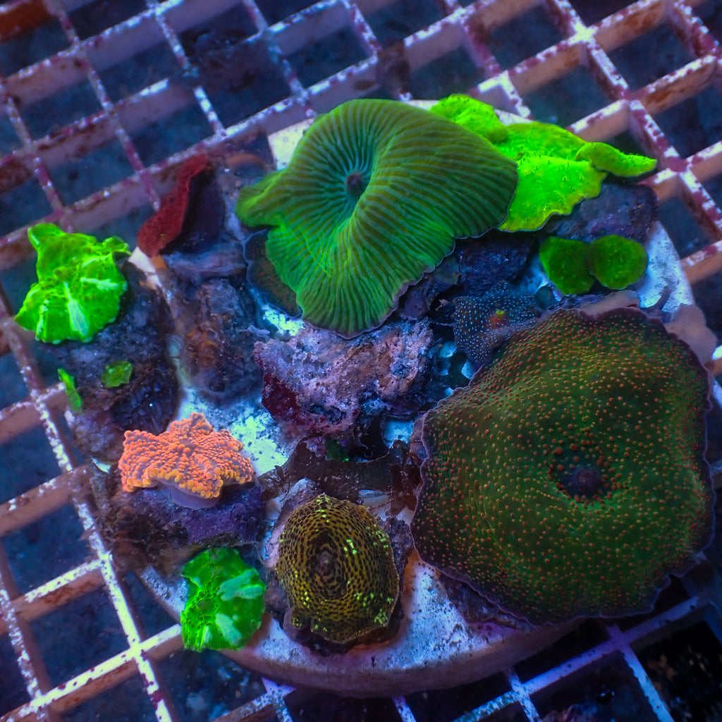 WYSIWYG Rainbow Discosoma Yuma Mushroom Combo Colony (14+ Polyps) - Corals Anonymous