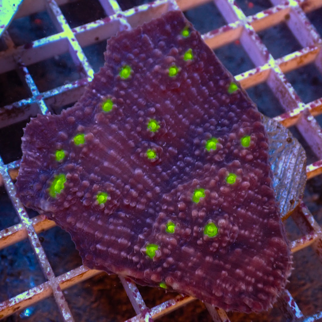 WYSIWYG Dragon Ball Z Chalice Colony (3-4") - Corals Anonymous