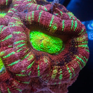 WYSIWYG Ultra Rainbow Carnival Cotton Candy Acan Colony (5+ Polyps)
