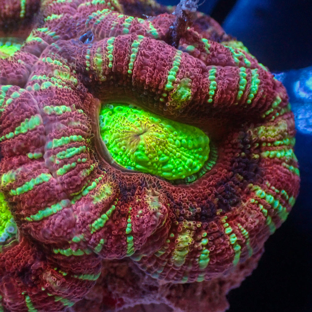 WYSIWYG Ultra Rainbow Carnival Cotton Candy Acan Colony (5+ Polyps)