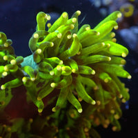 WYSIWYG Large Yellow Tip Elegance Colony (4-5") - Corals Anonymous