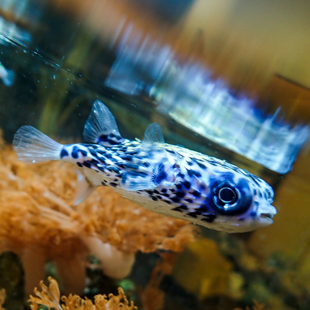 WYSIWYG Adult Blue Pelagic Procupine Puffer (Rare, 2-3") - Corals Anonymous