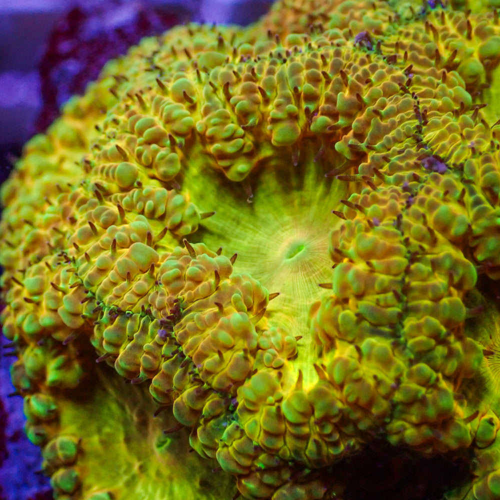 Holy Grail Blastomussa (1 Polyp)
