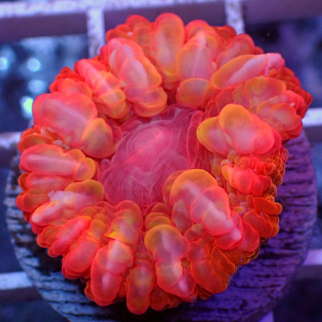 WYSIWYG Hellfire Cynarina (1-2") - Corals Anonymous