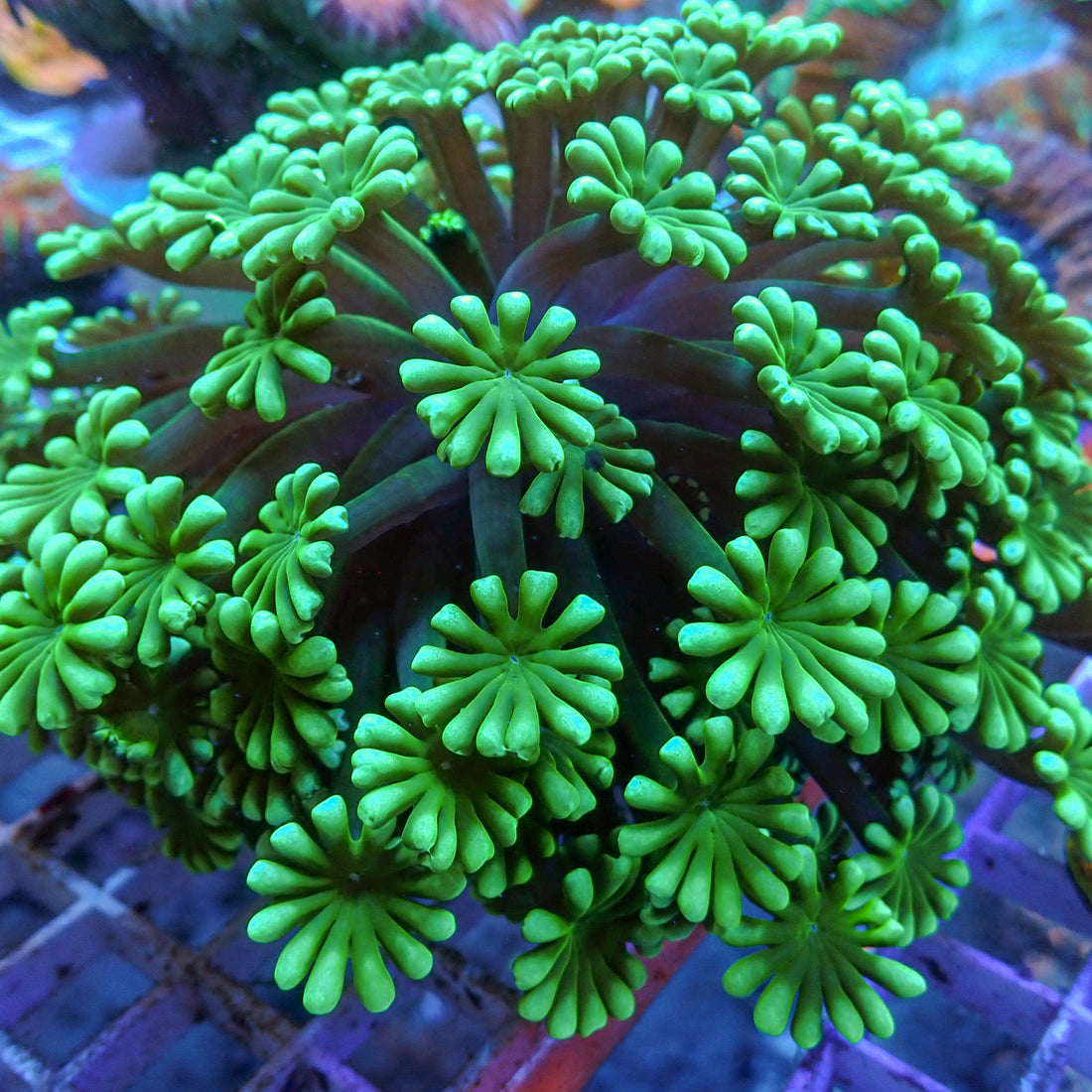 WYSIWYG Large Neon Green Alveopora Colony (3-4") - Corals Anonymous