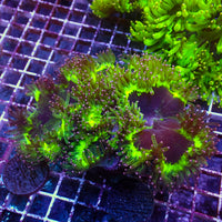 WYSIWYG Ultra Neon Rim Pink Tip Elegance Colony (4-5") - Corals Anonymous
