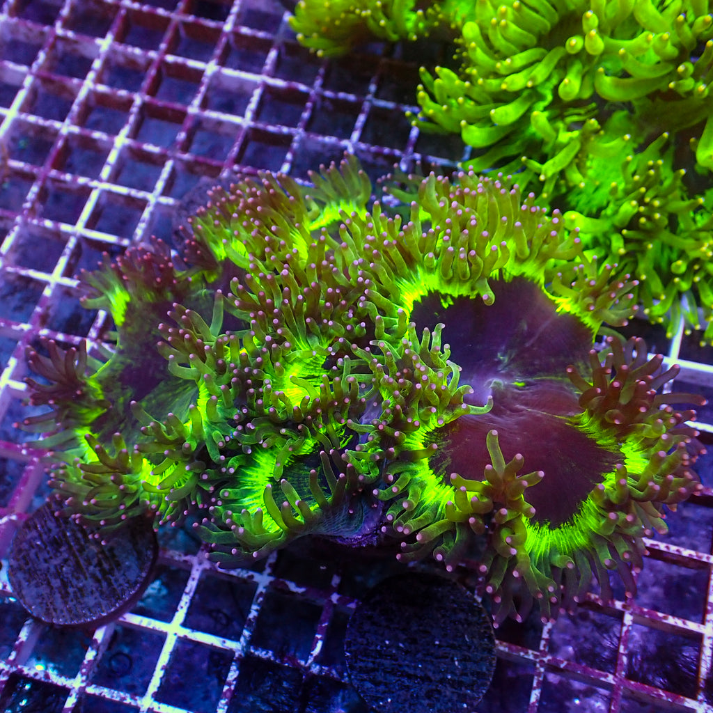 WYSIWYG Ultra Neon Rim Pink Tip Elegance Colony (4-5") - Corals Anonymous