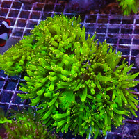 WYSIWYG Large Yellow Tip Elegance Colony (4-5") - Corals Anonymous
