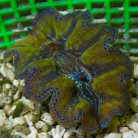 WYSIWYG Gold Rim Multicolor Crocea Clam (1.5-2") - Corals Anonymous