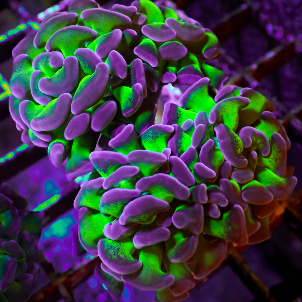 WYSIWYG Purple Tip Hammer Colony (4 Polyps)