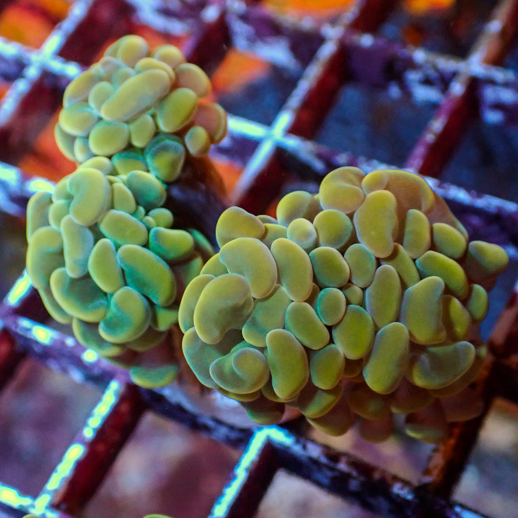 WYSIWYG Golden Rainbow Branching Hammer Colony (4 Polyps) - Corals Anonymous