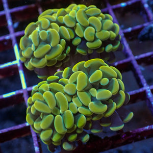 WYSIWYG Golden Rainbow Branching Hammer Colony (4 Polyps)