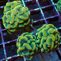 WYSIWYG Golden Rainbow Branching Hammer Colony (4 Polyps)