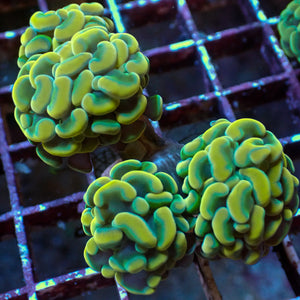 WYSIWYG Golden Rainbow Branching Hammer Colony (4 Polyps)