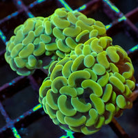 WYSIWYG Golden Rainbow Branching Hammer Colony (4 Polyps)