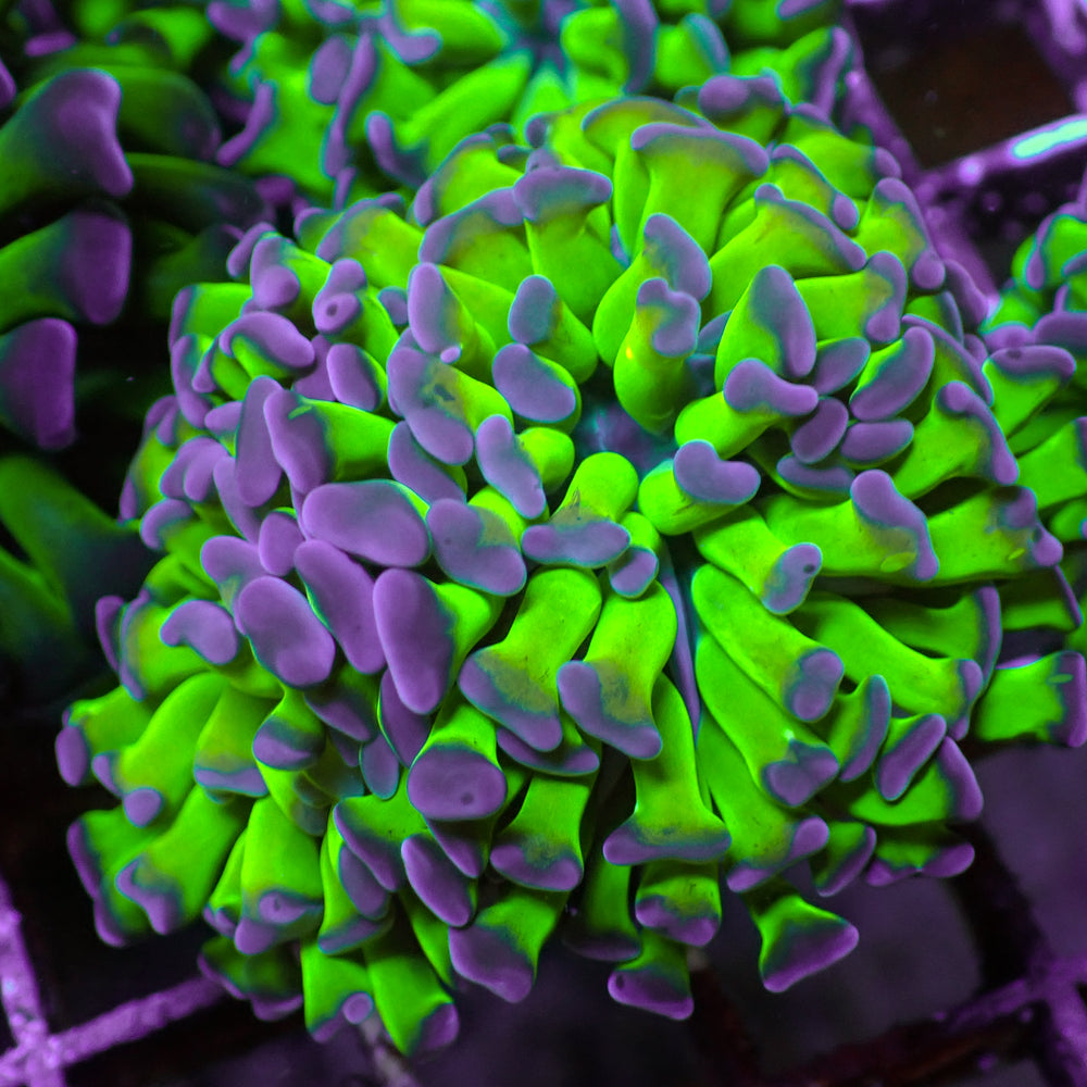 Purple-Tipped Green Stem Branching Hammer