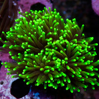 WYSIWYG Dragon Soul Torch Colony (6 Polyps)