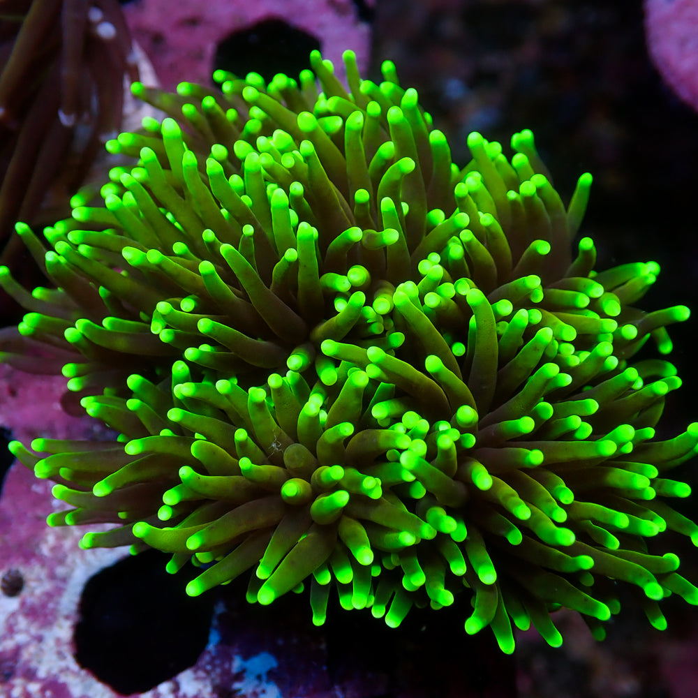 WYSIWYG Dragon Soul Torch Colony (6 Polyps)