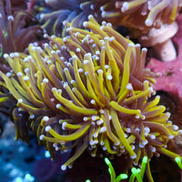 WYSIWYG CA 24k Gold Indo Torch Colony (3 Polyps)