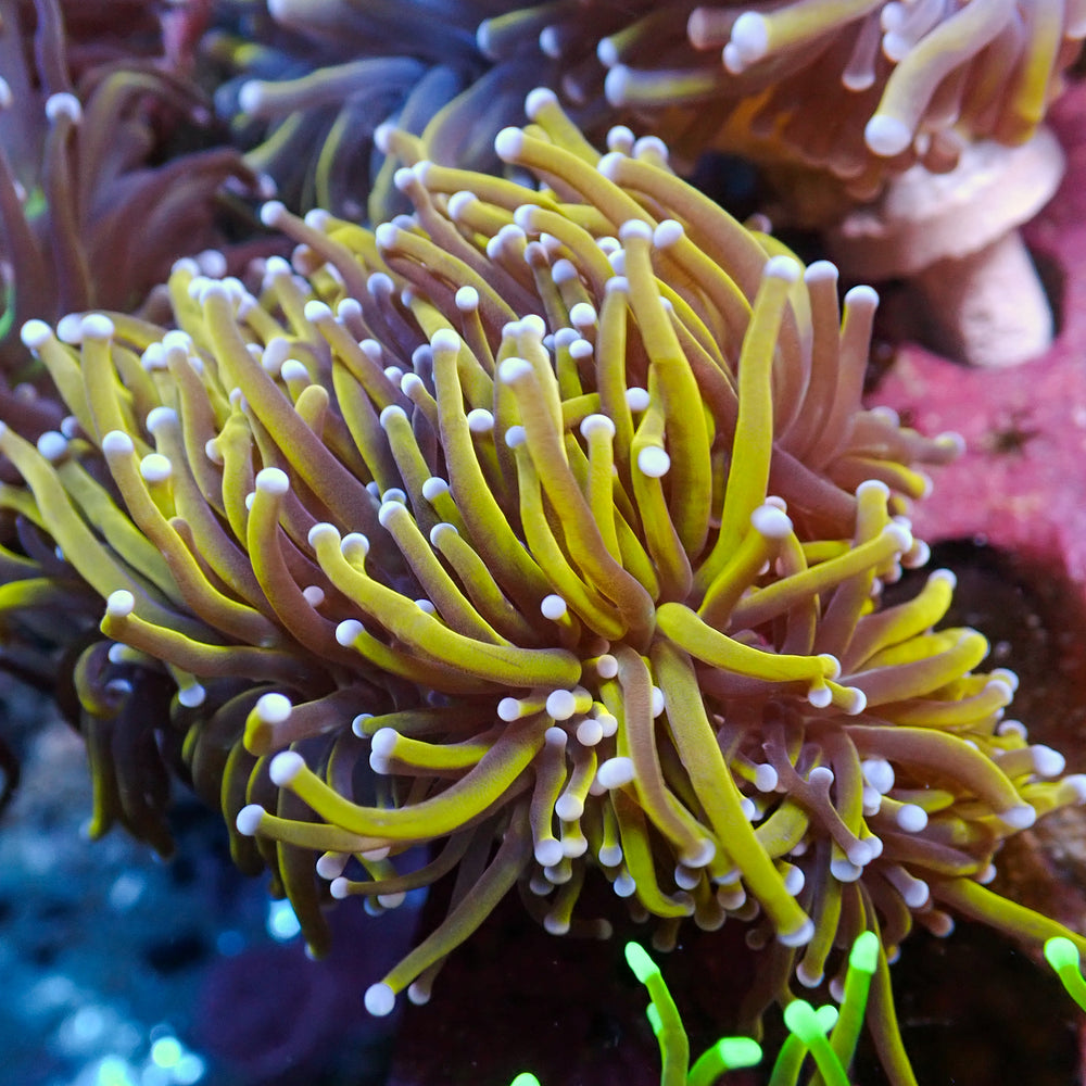 WYSIWYG CA 24k Gold Indo Torch Colony (3 Polyps)