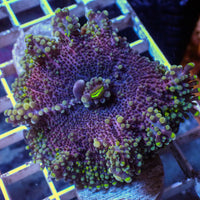 WYSIWYG Large Deep Purple Yuma Mushroom - Corals Anonymous