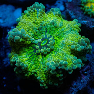 WYSIWYG Large Green Yuma Mushroom (1-1.5")