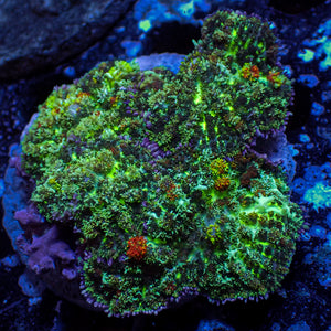 WYSIWYG CA Skittle Bounce Rhodactis Mushroom Colony (3 Polyps)